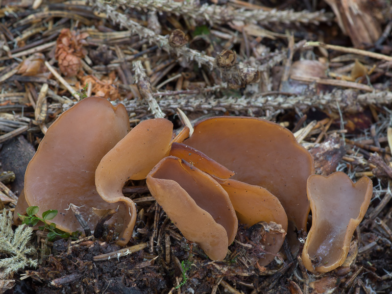 Otidea leporina